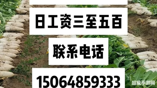 萝卜招聘