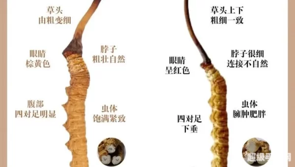 虫草是虫还是草蚂蚁新村