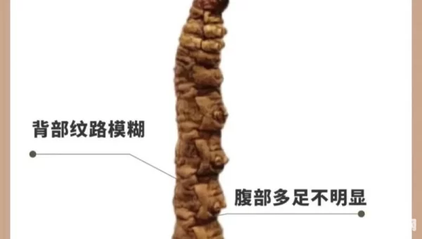 虫草是虫还是草蚂蚁新村