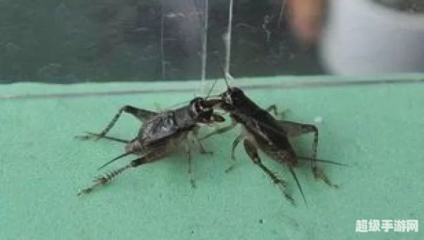 斗蟋蟀游戏